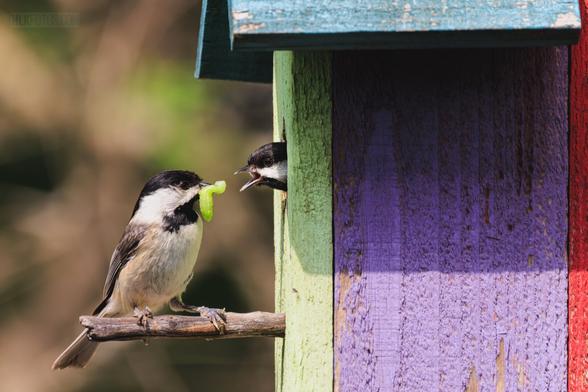 A photo of a chickadee feeding a green caterpillar to another chickadee that is leaning out of a colorful birdhouse with its beak wide open to receive the meal.