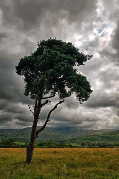 A striking photograph of a single, tall pine tree with a dark green canopy, standing in a golden, grassy field. In the background, rolling green hills and mountains are visible under a dramatic, heavily clouded grey sky, with a small patch of blue peeking through the upper right corner.