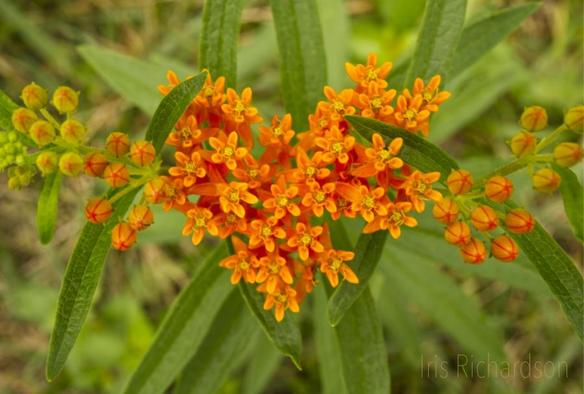 Orange butterfly milkweed heart macro photograph