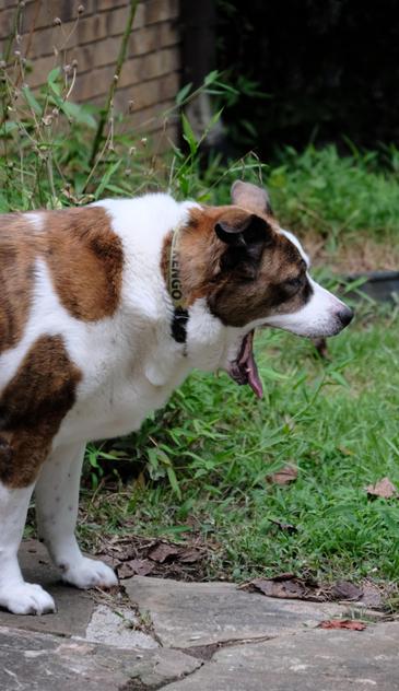 A white and brown dog standing on the driveway, yawing to the max