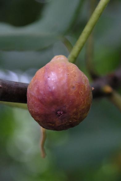A reddish ripe fig on the tree