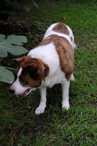 A white and brown dog by a fig tree: fig leaves on the left