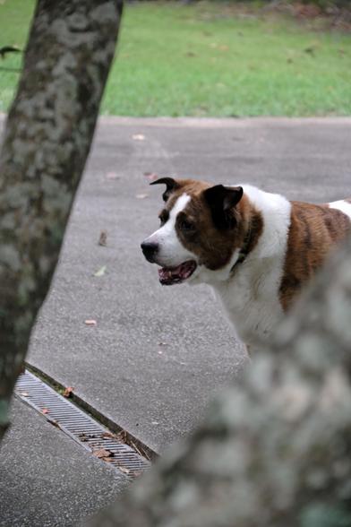 A white and brown dog standing in the driveway, taken through branches of a maple tree