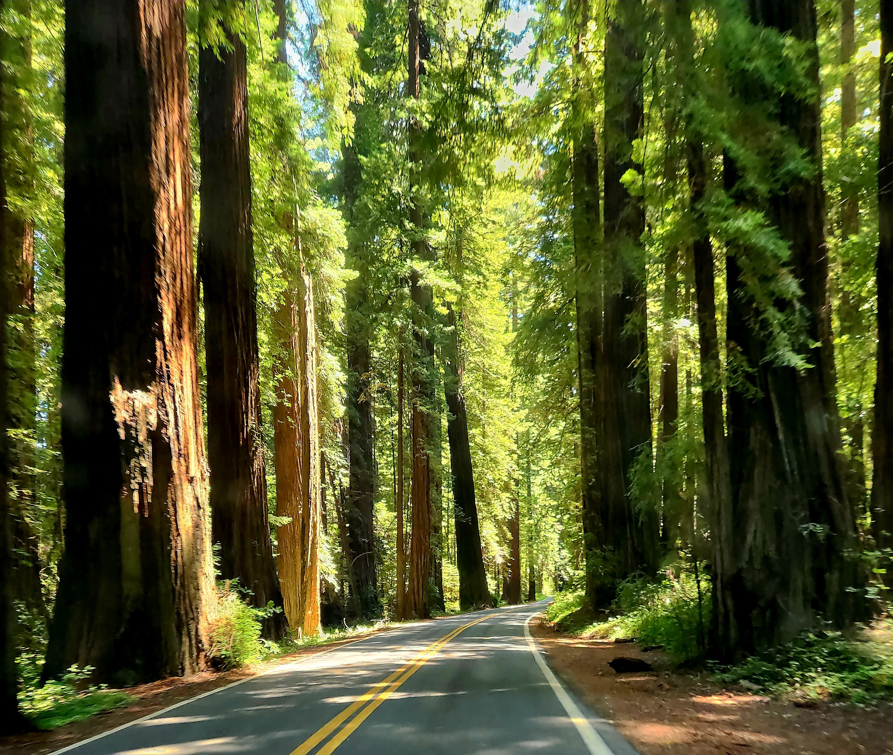 The view while driving on the Avenue of the Giants in Northern California. The sun is filtering through the redwoods on to the narrow two lane road.