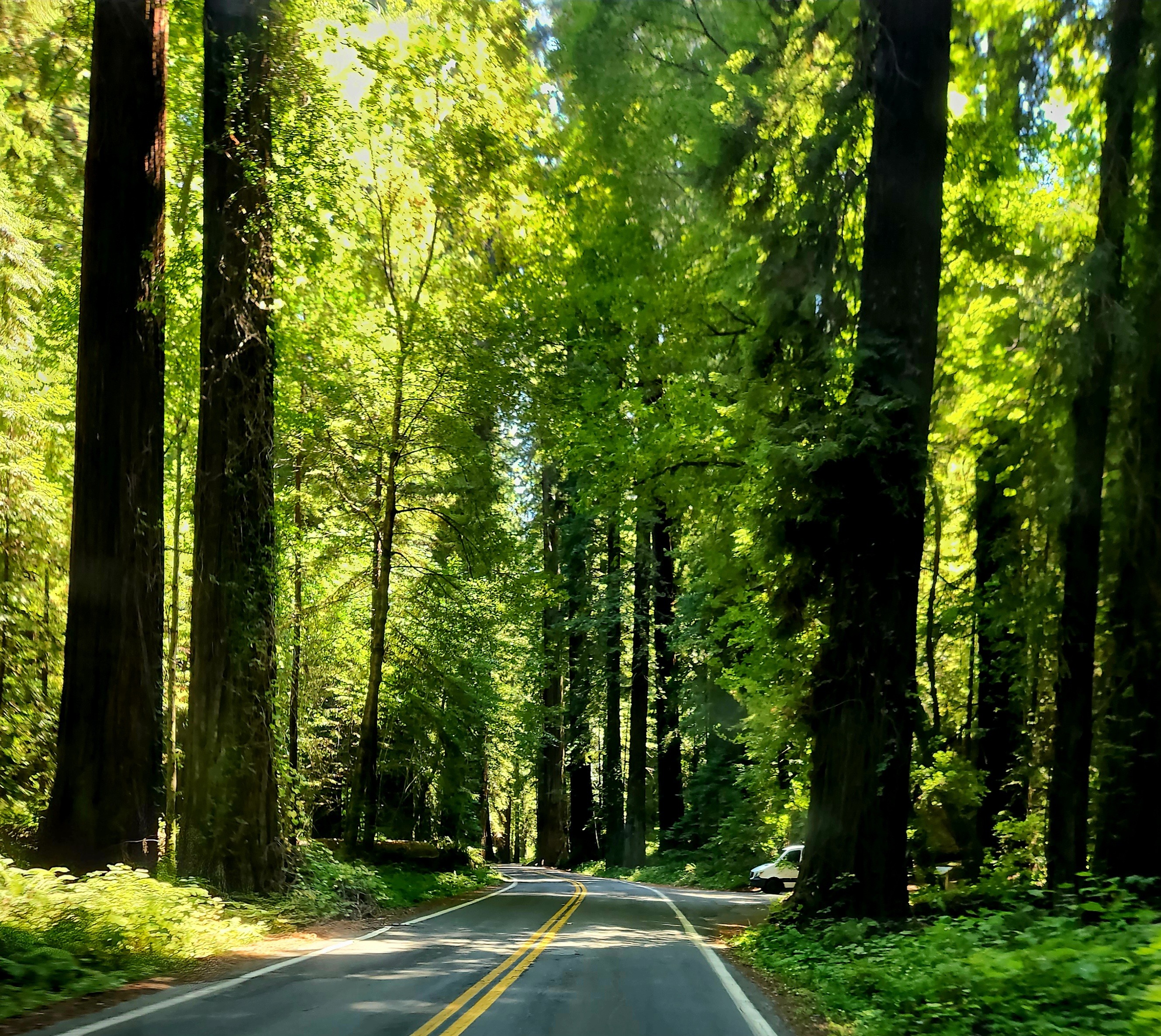 The view while driving on the Avenue of the Giants in Northern California. The sun is filtering through the redwoods on to the narrow two lane road.
