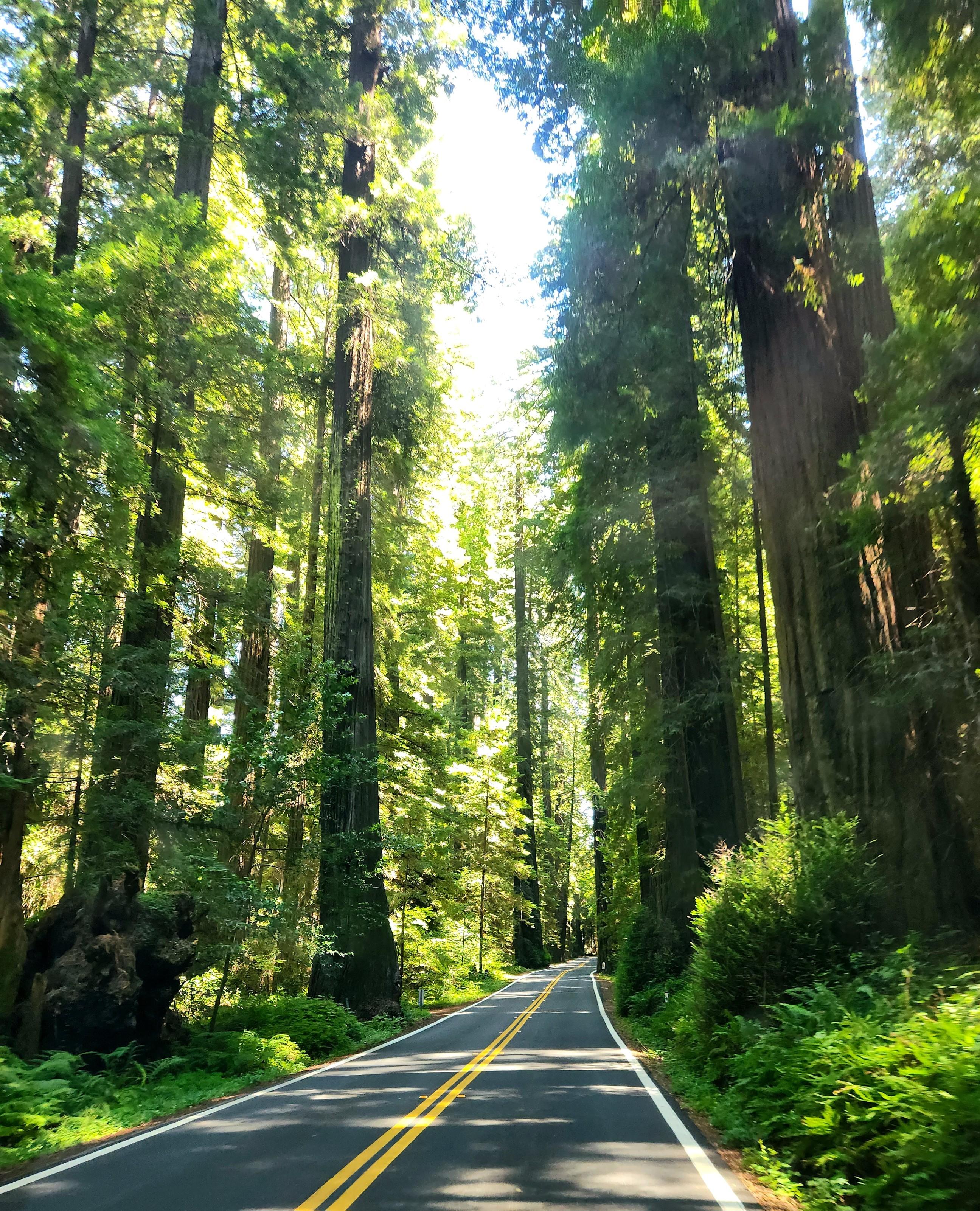 The view while driving on the Avenue of the Giants in Northern California. The sun is filtering through the redwoods on to the narrow two lane road.