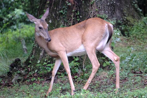 A sideview of a doe in front of a thick tree trunk