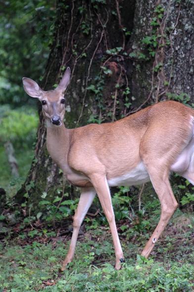 A sideview of a doe in front of a thick tree trunk