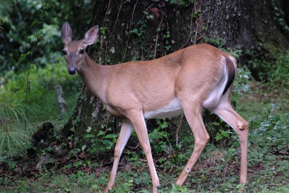 A sideview of a doe in front of a thick tree trunk