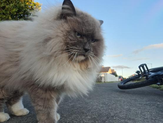 Fluffy cat, thinking he is the street boss