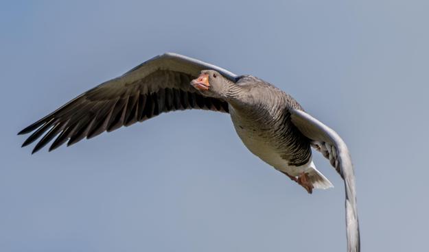 Graugans im Flug