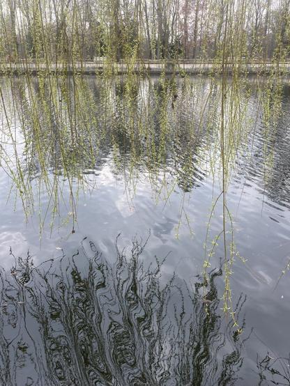 Weeping willow branches over the spree river and their reflection in the water