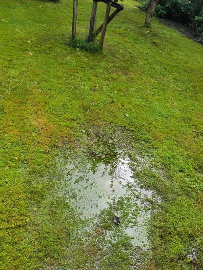 Een diepe plas in een groene tuin.