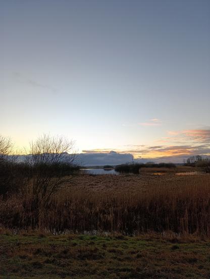 Peat wetland view.