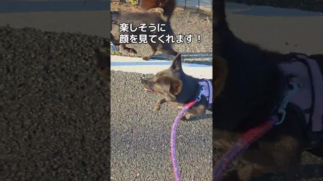 【甲斐犬】散歩が楽しくて笑顔の甲斐犬