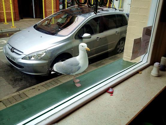 A herring gull is standing on the exterior windowsill of a shop, looking inside where people pick up their fried fish & chips orders. There's a car parked outside on a road with another building across the narrow road. A porcelain salt shaker is on the inner windowsill and some stickers in the window. The gull is white with grey wings that have black tips, pale orange feet and a yellow, hooked beak. It looks mean.