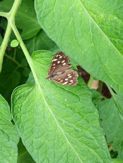 Ein brauner Schmetterling mit hellen Flecken auf den Flügeln und Augenflecken am Rand, auf einem grünen Tomatenblatt.