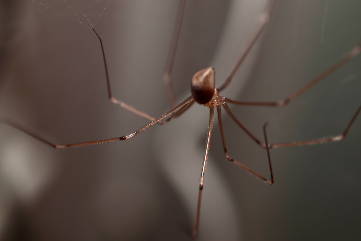 The spider who lives near my internet router
