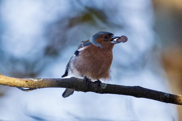 A pinkish bird with grey hood and black and white stripes on the shoulders. A seed eater in a shady forrest but with a big acorn in its mouth.