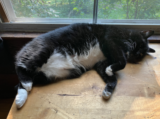 Hermetic Library Cat Caturday 2aug2025