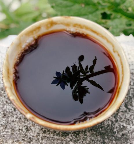 A cup of dark puerh tea with the reflection of a borage flower on the surface of the tea.