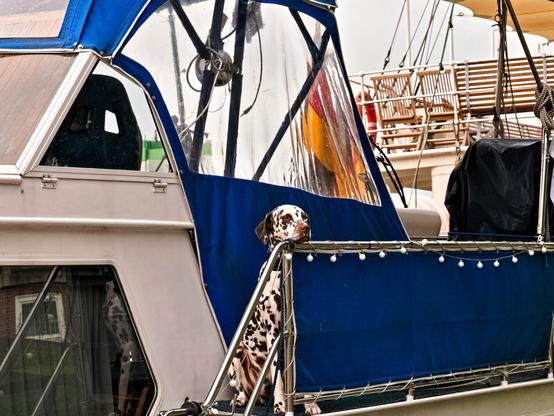 There is a Dalmatian sitting on a ship. He has his head resting on the railing and looks like one of those ugly porcelain statues of Dalmatians. But he's real, I checked.