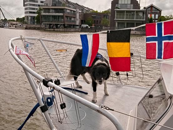 Another dog. He is standing at the bow of a ship with his head bowed, because of a string that holds national flags right above him. He is looking in my direction. His mouth is slightly open. He is black and white and very cute. On the opposite bank, there are residential buildings with large balconies. Life there is pretty good, I reckon.
