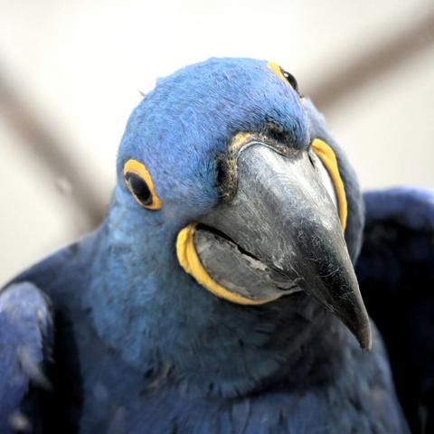 Blick von vorn auf einen Hyazinthara, der den Kopf leicht schief hรคlt. Der Vogel wirkt freundlich.