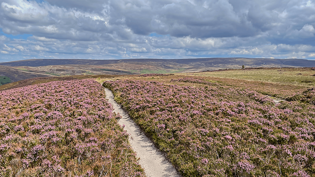 Path through blooming purple heather leading north towards the moorland hills of Swineshaw under a cloudy sky.
