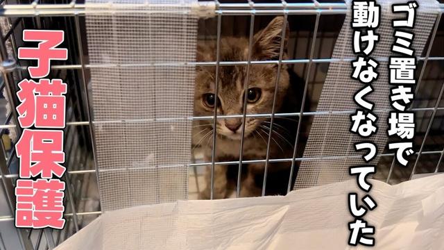 ゴミ置き場で動けなくなってた威嚇しまくり子猫を保護しました