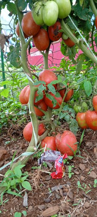 We called this bunch of tomatoes 🍅.Nikita. It's very strong and of good product 🤞😊