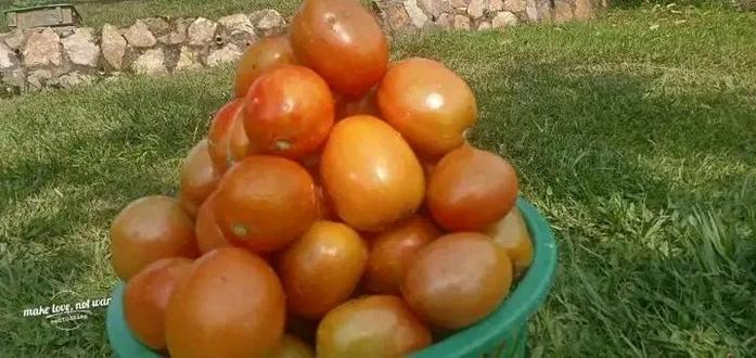 Here is the full bucket of tomatoes which we donated to Namayumba SDA church.. and try told us that one day they will have time for us. Ready to preach and teach about Eco products.. sustainable.... And etc