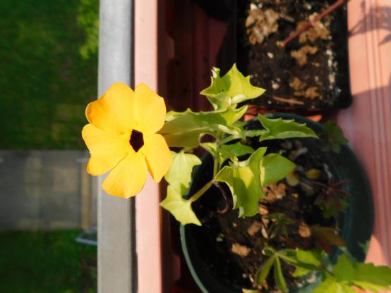 Thunbergie et sa fleur jaune à centre noir.
© 2025, Chartrand Saint-Louis, photographie