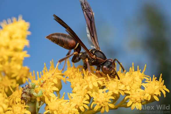 Photograph of a reddish brown wasp with dark wings and scant yellow trim face-down in a spire of goldenrod, against a blue sky with some blurry trees in the background. At lower left sits a small, well-camouflaged green bug with stout raptorial forelegs, nearly straddling the hind tarsus of the wasp.