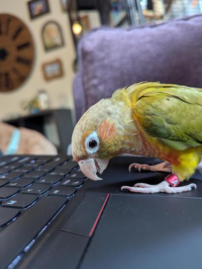 A pineapple green cheeked conure looking at a ThinkPad keyboard.