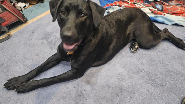 A very beautiful long legged black lab type mix lies on a blue rug. She looks at the camera, her tongue is out
