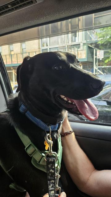 A headshot of the same dog sitting in a car. Mouth is open, tongue is out.