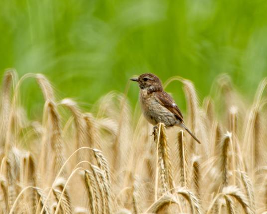 A female stonechat on an ear of wheat in a wheat field