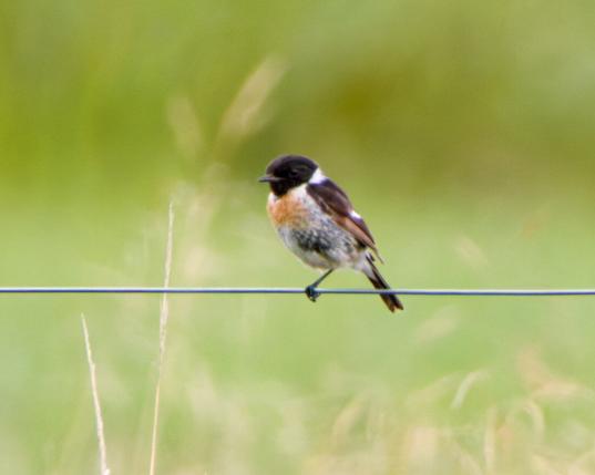 A male stonechat on a fence in a field