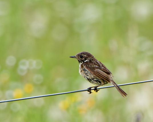 A juvenile stonechat on a fence in a field