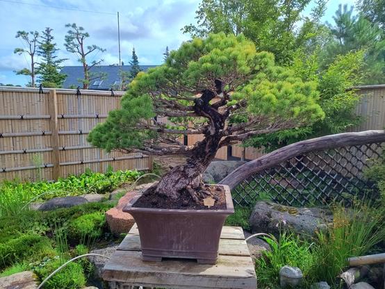 Ein 210 Jahre alter Bonsai