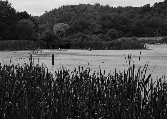 Black and white photograph of white egrets standing among wetlands, surrounded by cattails. The water is covered in algae.

Photo taken at the TVA Wetland Observation area in nearby Harriman.