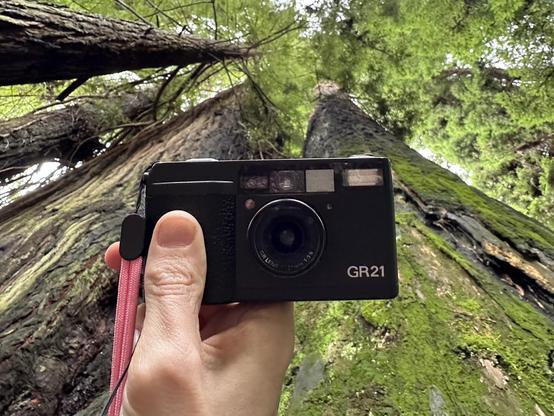 My hand holding a point and shoot camera, looking upward at big trees
