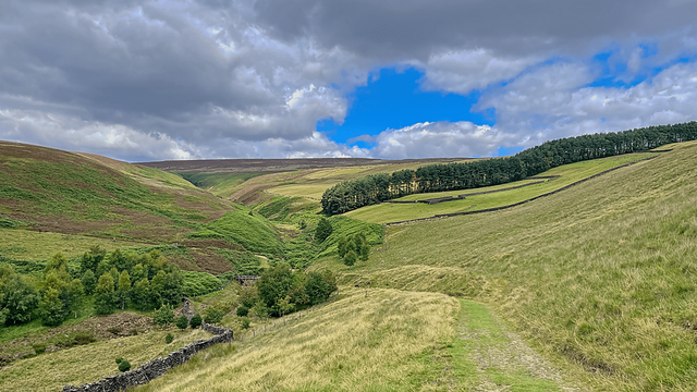 Grassy track through rolling moorland hills with dry-stone wall, conifer plantation, and dramatic sky.