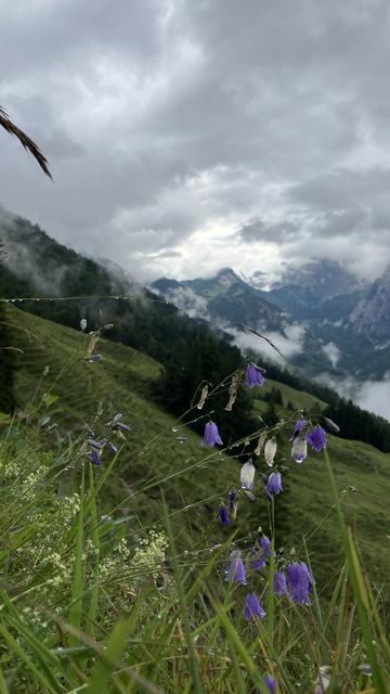 View in the Kaisertal area near Stripsenkopf in the Kaisergebirge, foreground dotted with slender stems bearing nodding violet harebells (Campanula rotundifolia) among wet alpine grasses, with misty forested slopes and rugged peaks under an overcast sky.
