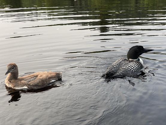 A young loon chick swims next to an adult common loon in a calm body of water. The adult has distinct black and white patterned plumage, while the chick is brown and fluffy.