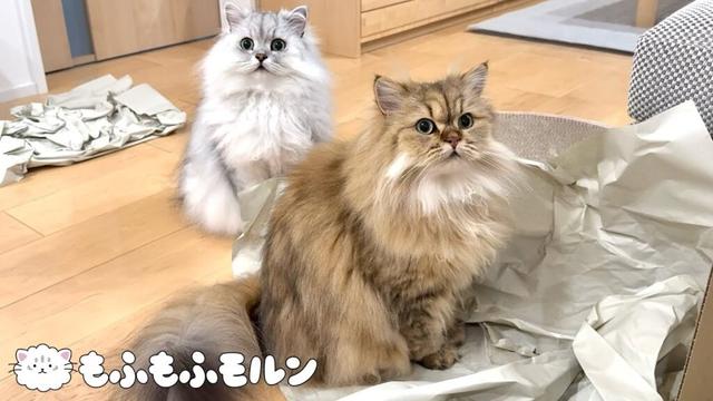 もふもふ猫たちのお気に入りは… 【サイベリアン】