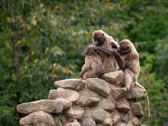 A group of three barbary macaques are grooming each other on top of a pile of rocks. The background features lush greenery.