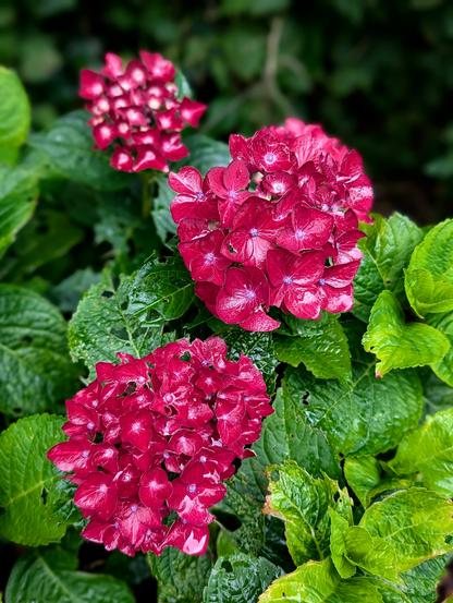 Drei leuchtend pinke Blütenstände einer Hortensie mit glänzenden Regentropfen auf den Blütenblättern und nassem grünem Laub.
Foto by Johann Seidl, Gartenpoet