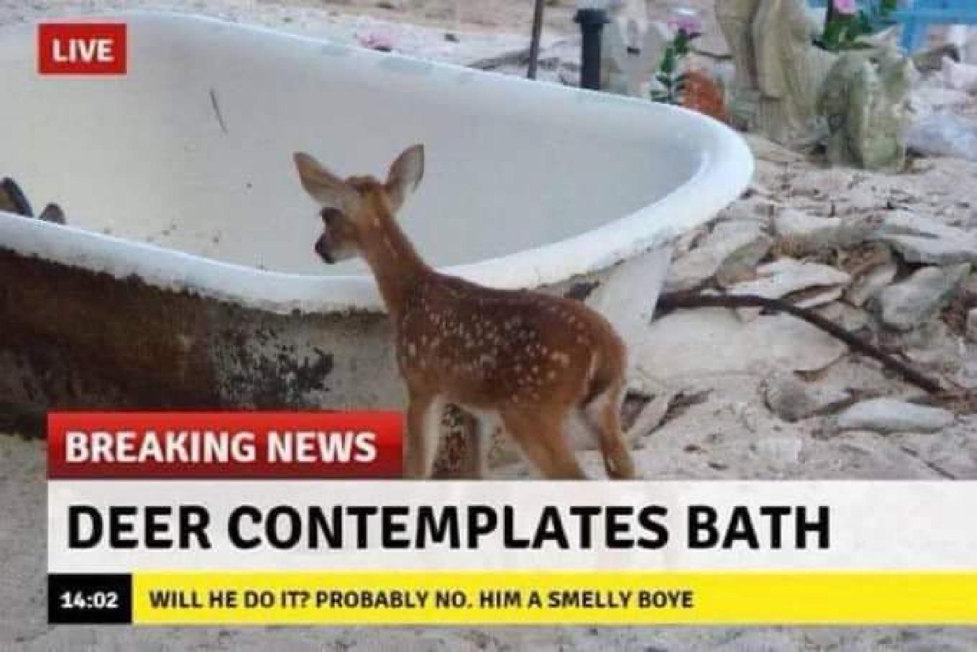 A picture of a fawn in what might be a garbage dump, standing near an old rusted bathtub. Type is added to make it look like a news headline: Breaking News Deer contemplates bath Will he do it? Probably not. Him a smelly boye.